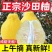 【纯甜无酸】正宗白心沙田柚新鲜柚子批发价护国沙田柚大果非容县