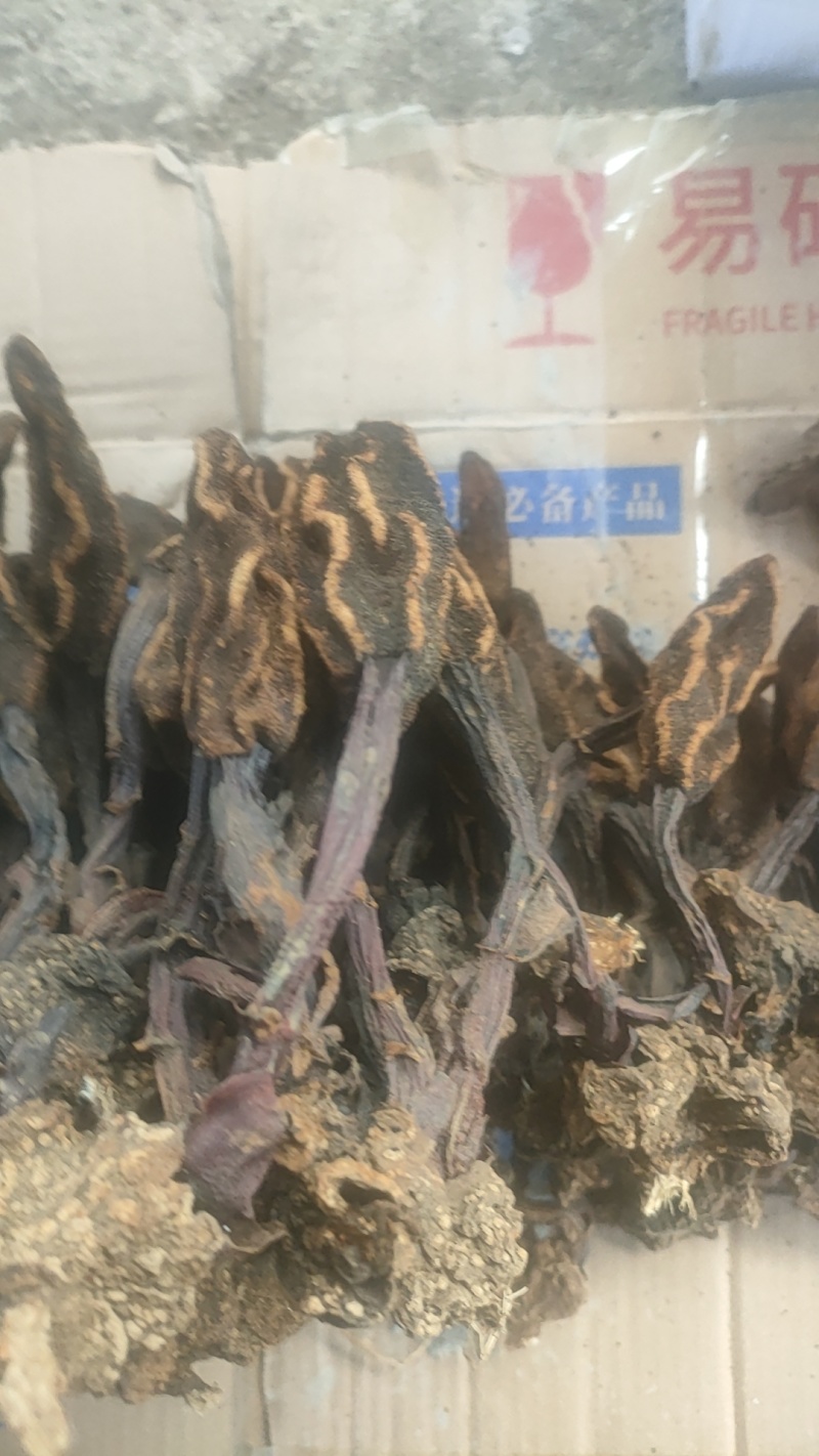 回春草
