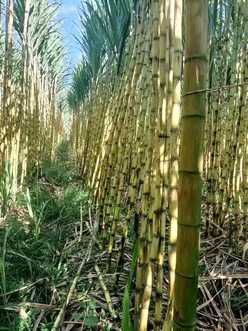 西双版纳黄金甘蔗