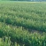 油茶苗