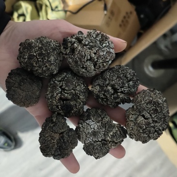 核桃菌玛卡菌猴脑菌3.5以上规格大核桃菌