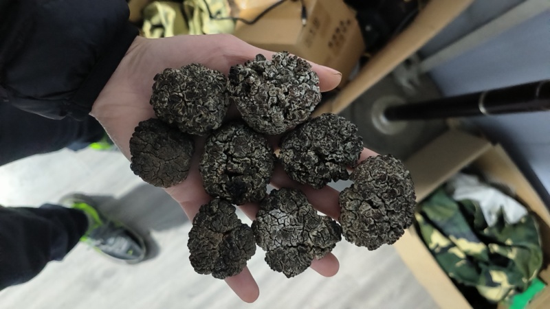 核桃菌玛卡菌猴脑菌3.5以上规格大核桃菌