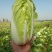 大白菜