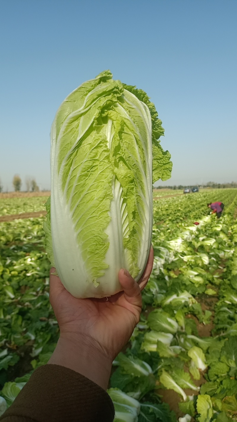 大白菜