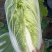 大白菜