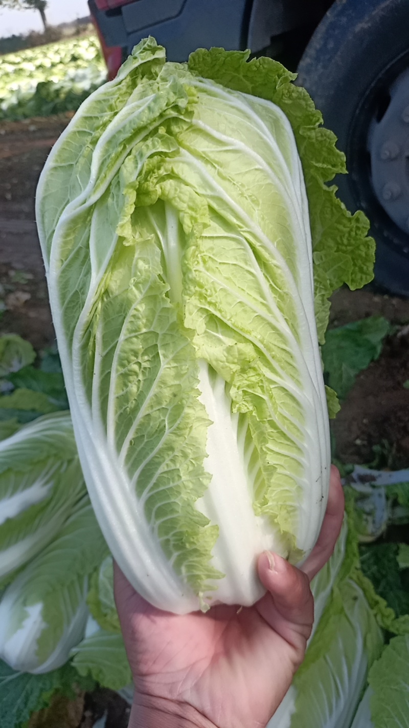 大白菜