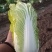 大白菜