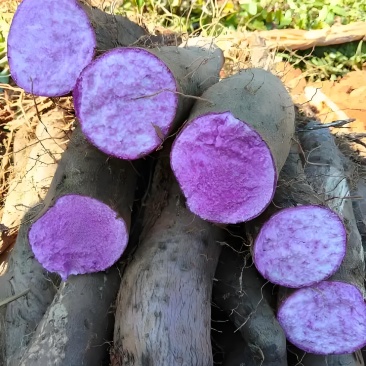紫玉淮山