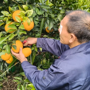 生态脐橙，