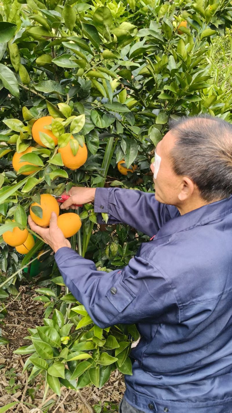 生态脐橙，