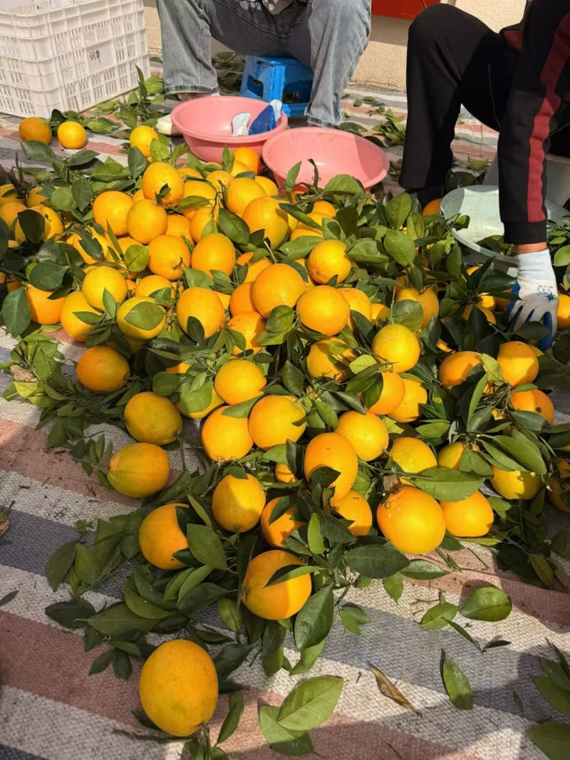 生态脐橙，