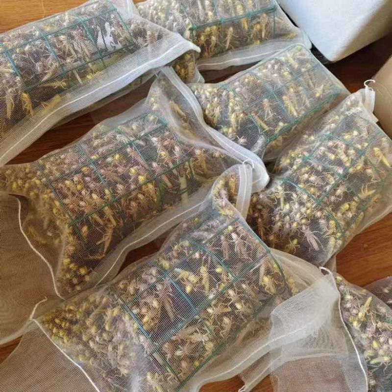 活体东亚飞蝗蚂蚱