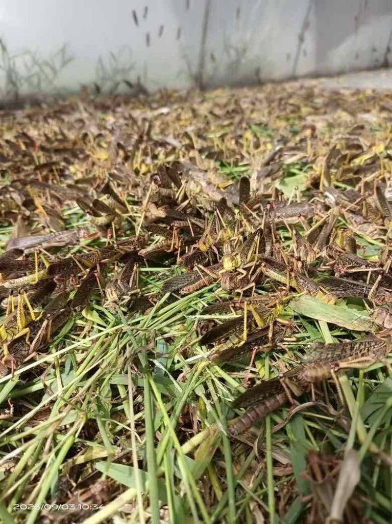 活体东亚飞蝗蚂蚱