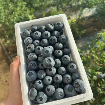 庄河蓝莓L系列优瑞卡等各种品种1月后量大有