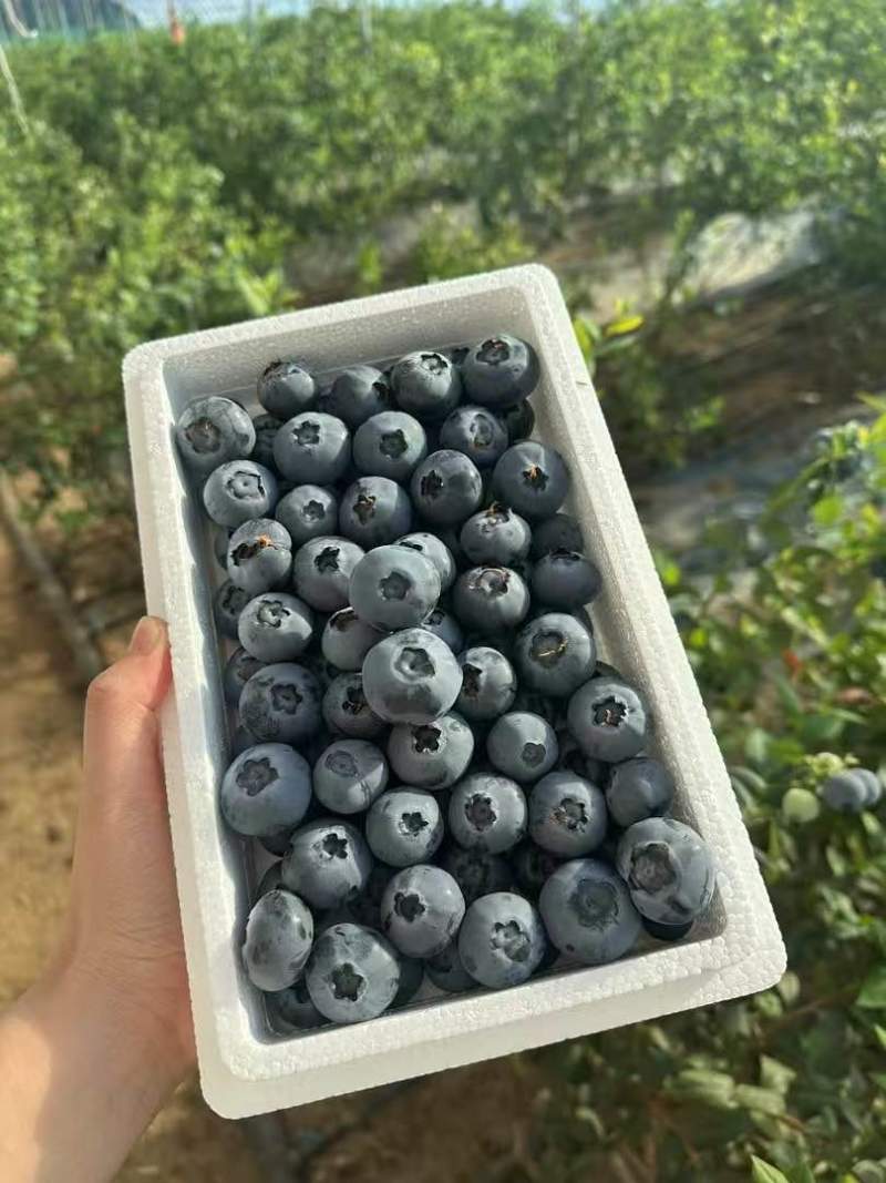 庄河蓝莓L系列优瑞卡等各种品种1月后量大有