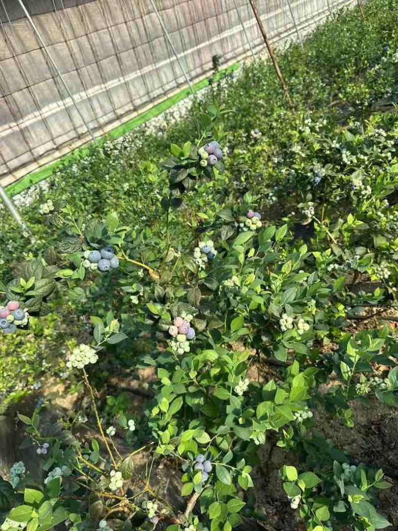 庄河蓝莓L系列优瑞卡等各种品种1月后量大有