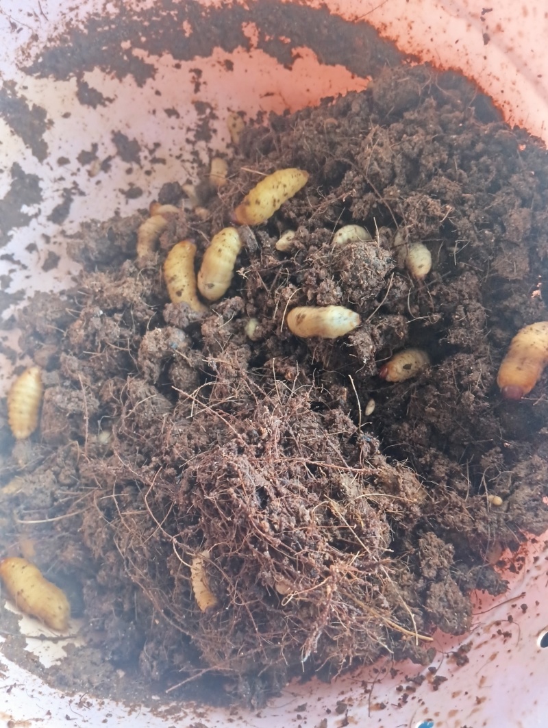 竹笋虫，