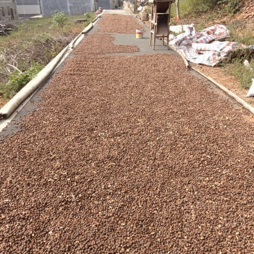 江西山茶油