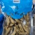 威海本地即食小海鲜