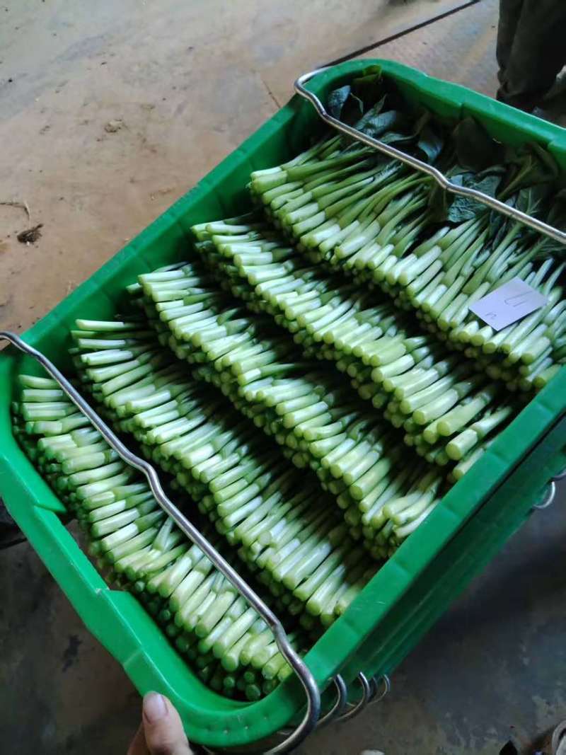甜菜心