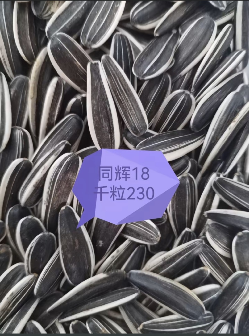 低价出售葵花