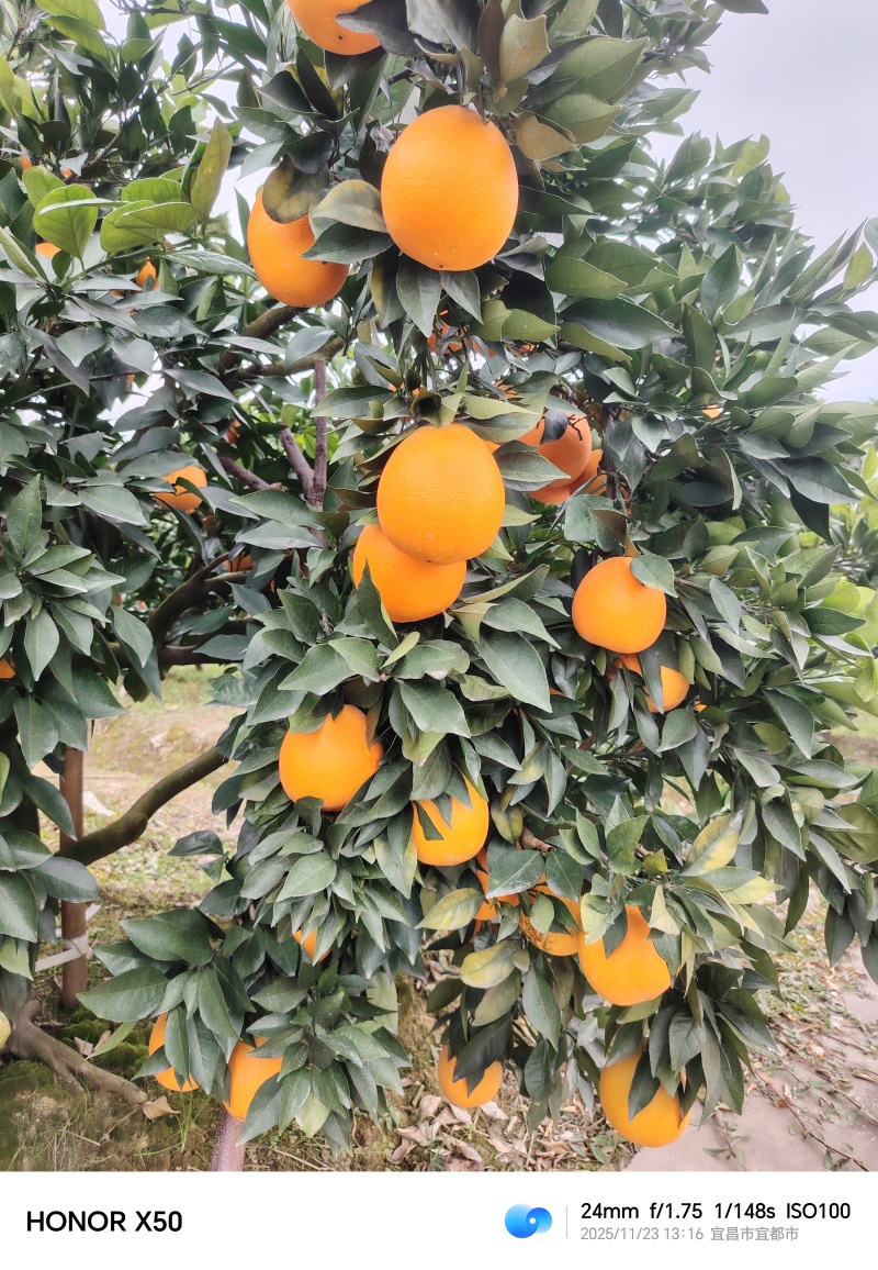 纽荷尔脐橙