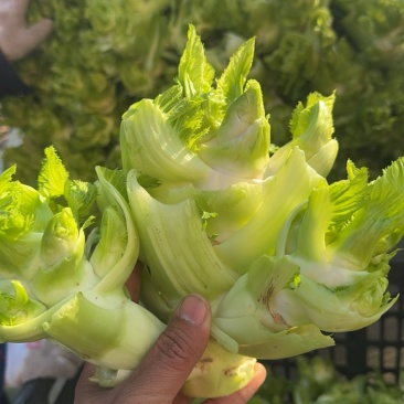 儿菜