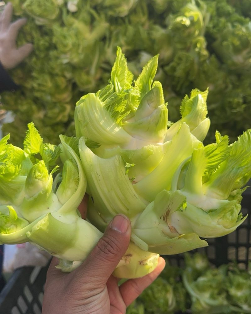 儿菜