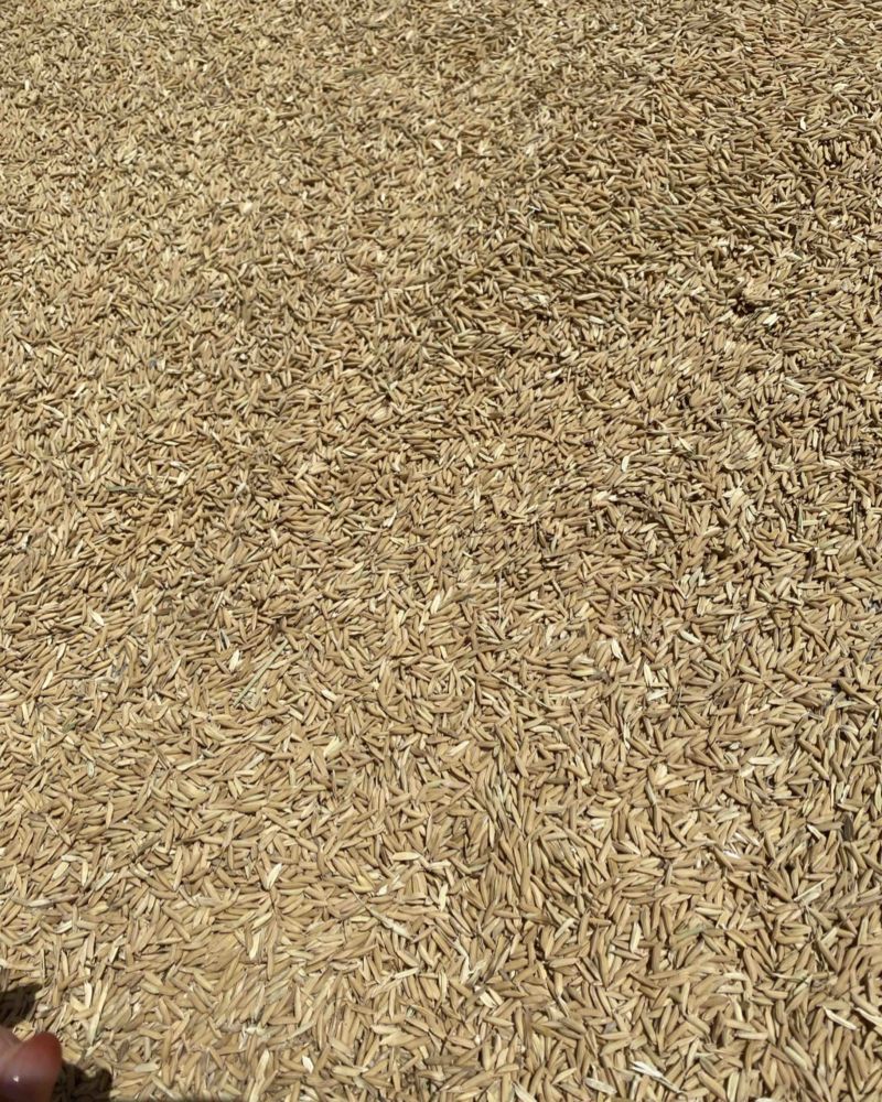 大量出售稻谷一季杂交稻谷