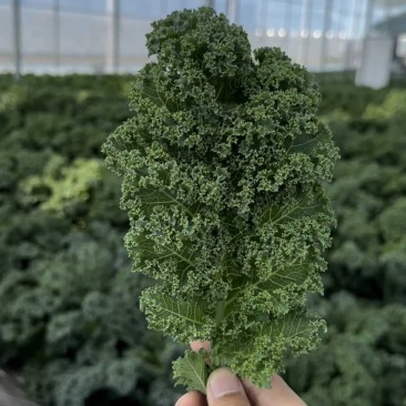 羽衣甘蓝鲜叶皱叶菜鲜叶