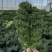 羽衣甘蓝鲜叶皱叶菜鲜叶