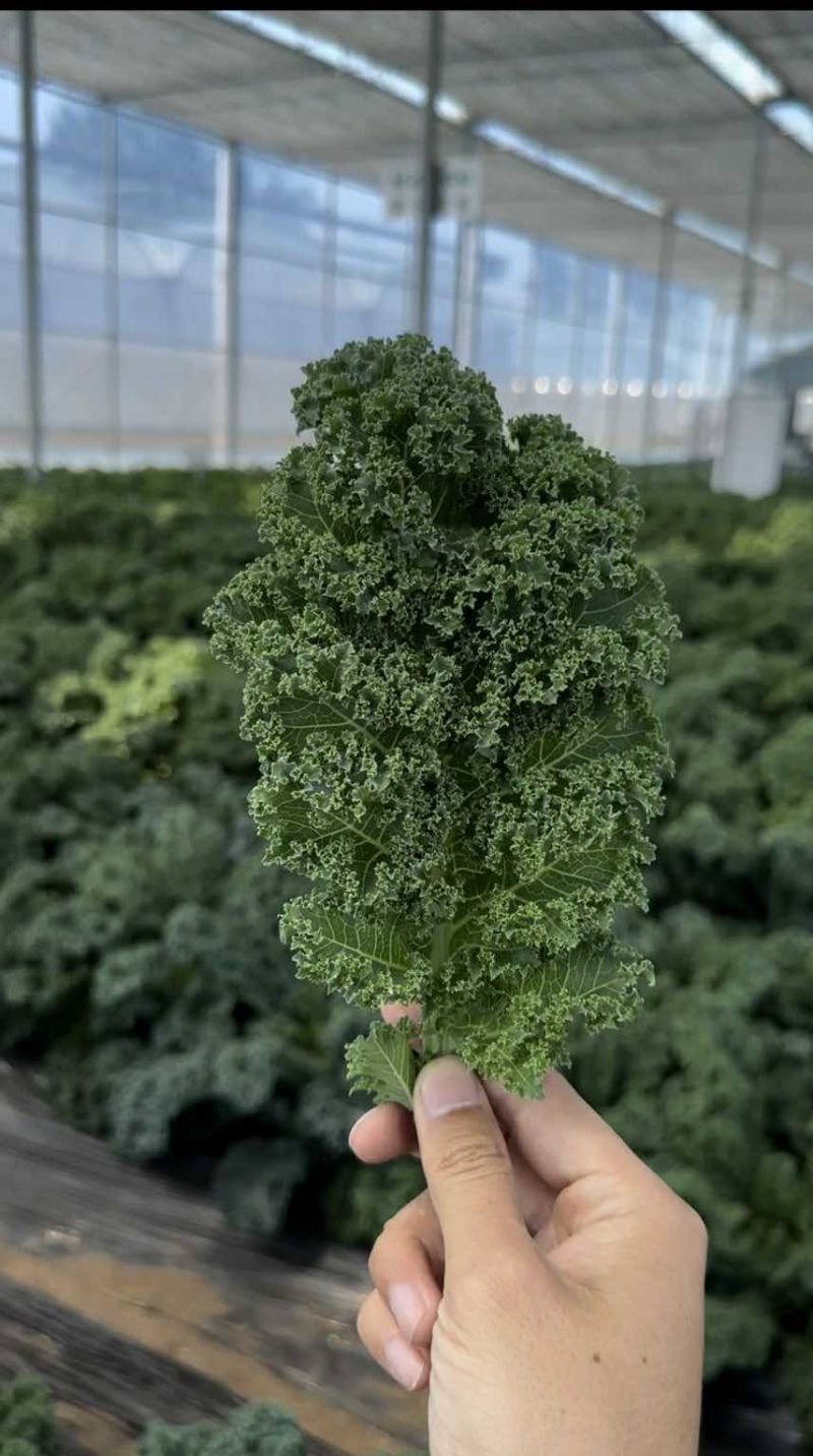 羽衣甘蓝鲜叶皱叶菜鲜叶