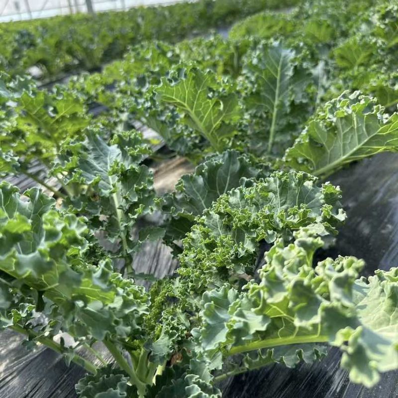 羽衣甘蓝鲜叶皱叶菜鲜叶