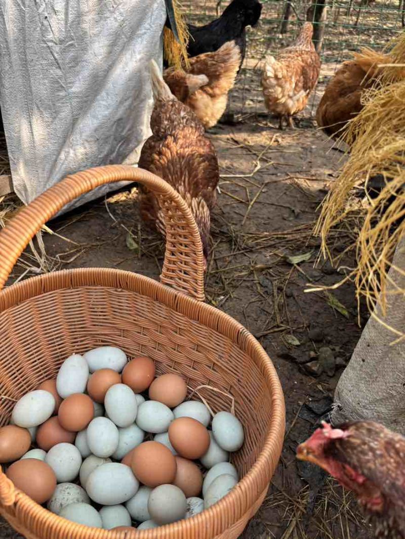 纯粮草喂养公鸡母鸡鸭子鹅，蛋类。