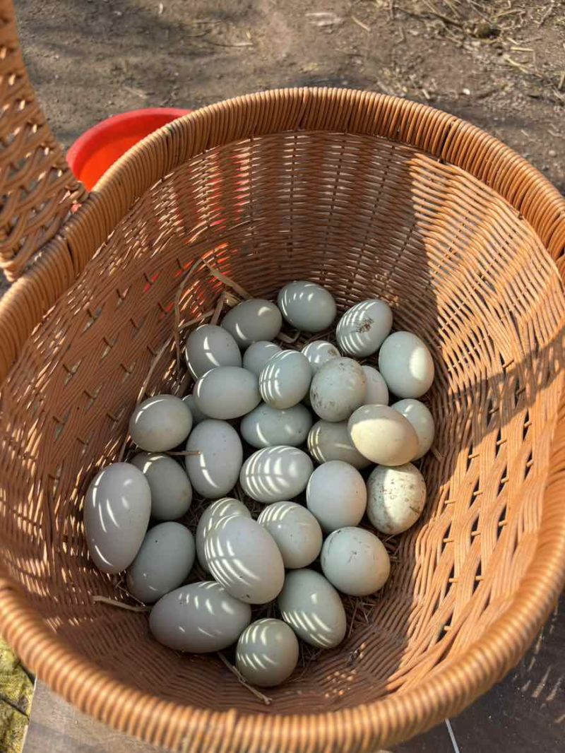 纯粮草喂养公鸡母鸡鸭子鹅，蛋类。
