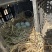 纯粮草喂养公鸡母鸡鸭子鹅，蛋类。
