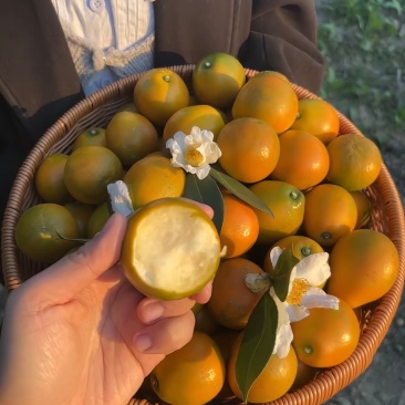 广西脆皮金桔