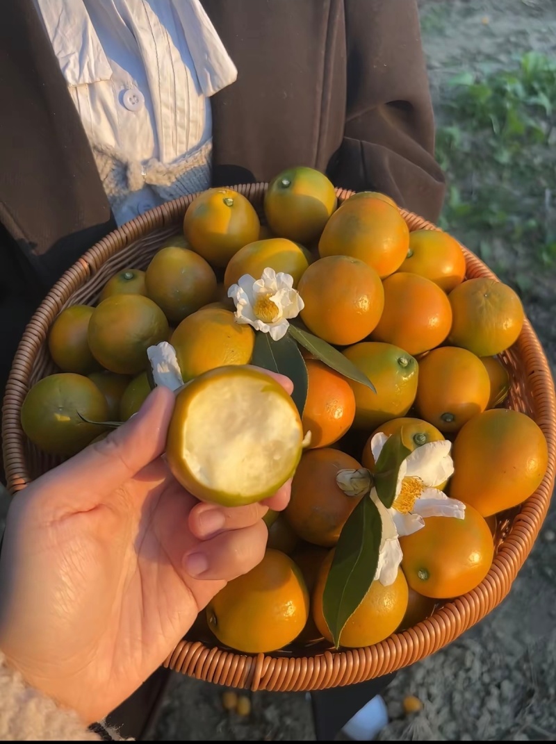 广西脆皮金桔