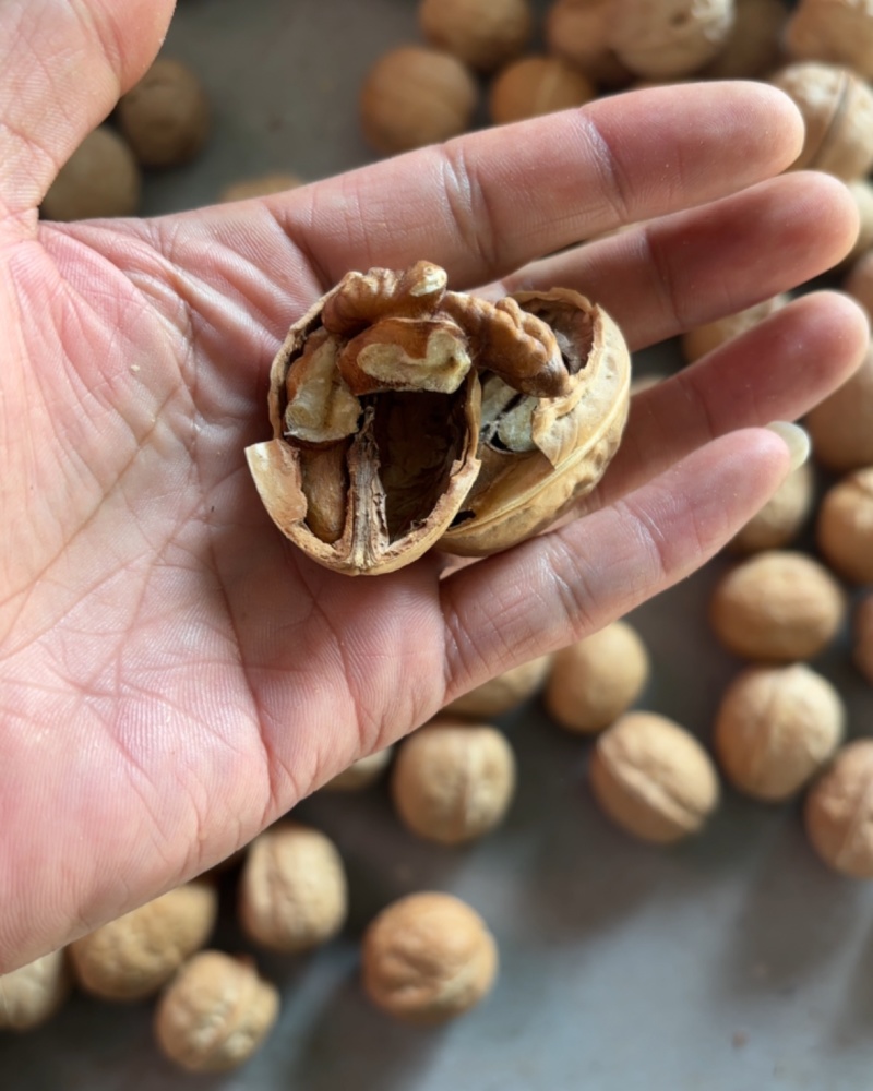 薄片核桃