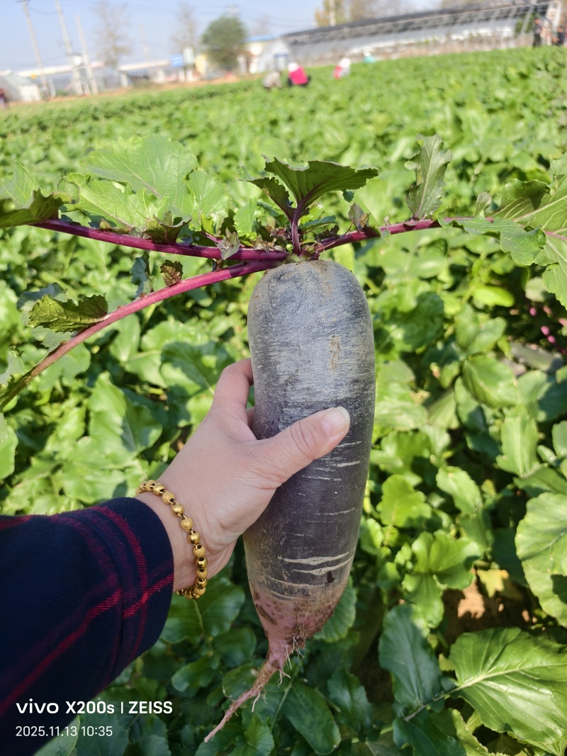 精品富硒冰糖心水果萝卜，冰激凌水果萝卜，对接全国发货品质保障