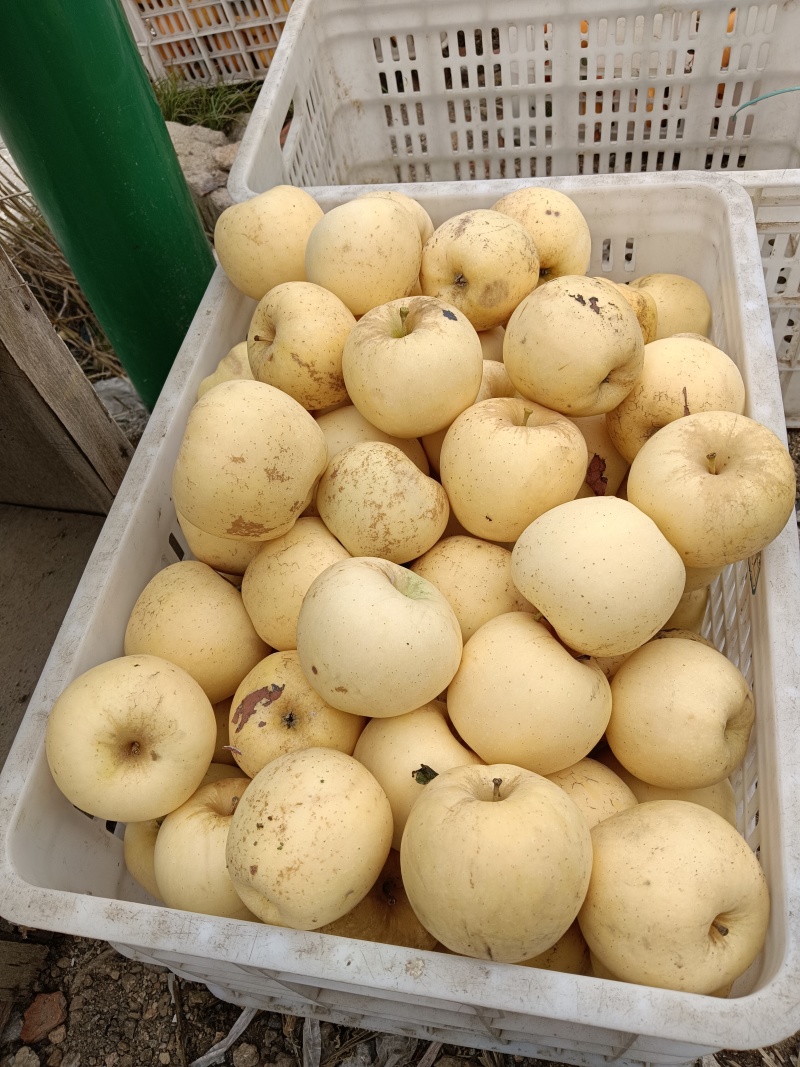 黄金维纳斯苹果