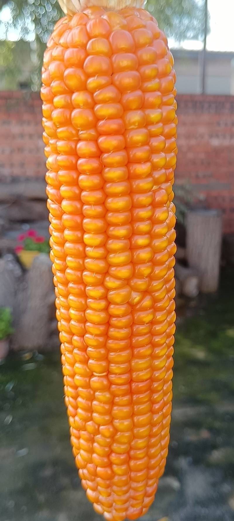 小金黄玉米