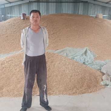 德州400亩地小麦