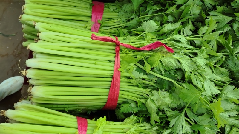 芹菜精品芹菜产地直销货源充足对接各大市场商超欢迎致电