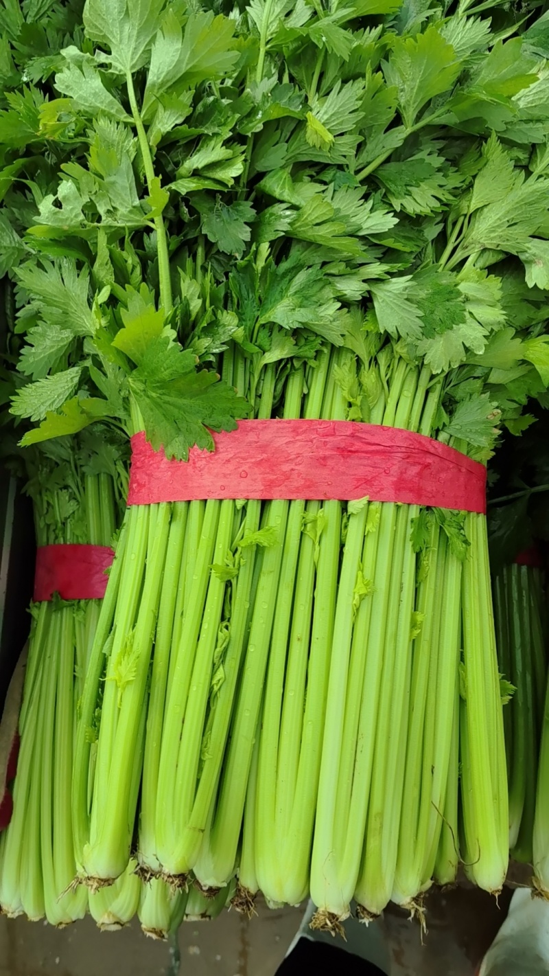 芹菜精品芹菜产地直销货源充足对接各大市场商超欢迎致电