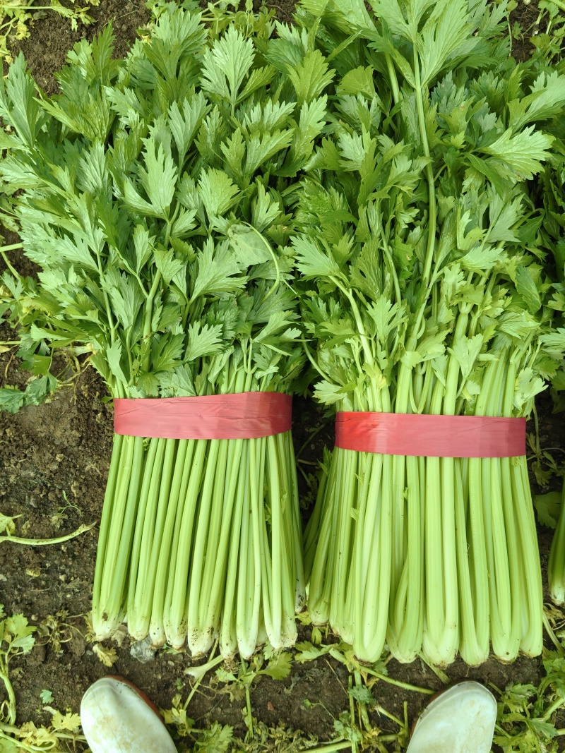 芹菜精品芹菜产地直销货源充足对接各大市场商超欢迎致电