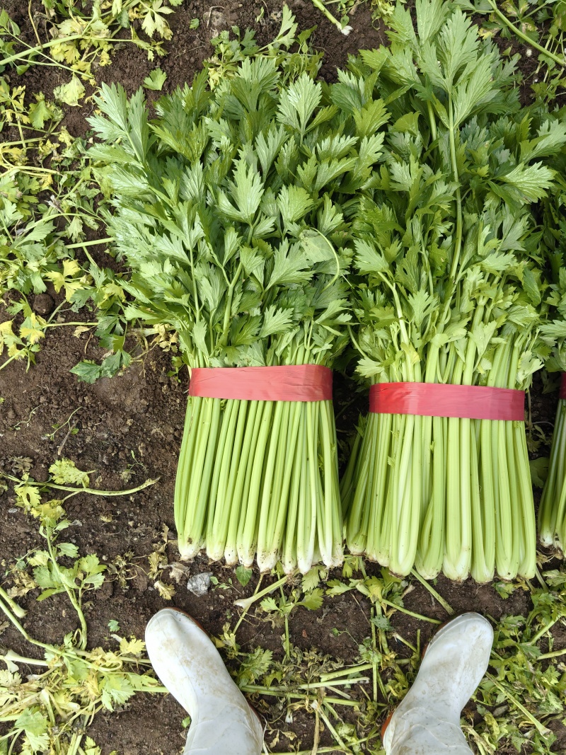 芹菜精品芹菜产地直销货源充足对接各大市场商超欢迎致电