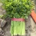 芹菜精品芹菜产地直销货源充足对接各大市场商超欢迎致电