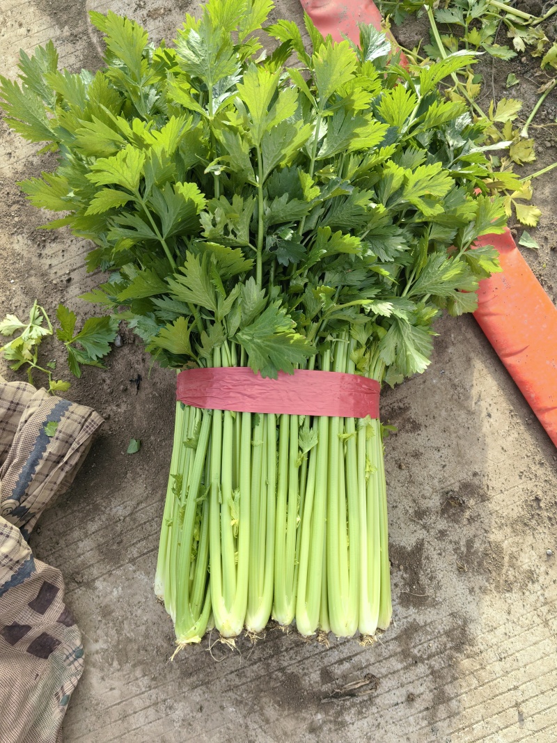 芹菜精品芹菜产地直销货源充足对接各大市场商超欢迎致电