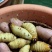 竹笋虫